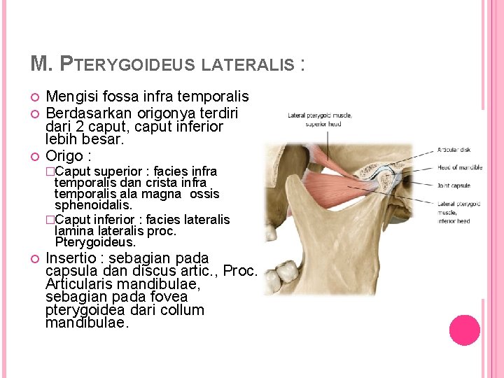 M. PTERYGOIDEUS LATERALIS : Mengisi fossa infra temporalis Berdasarkan origonya terdiri dari 2 caput,