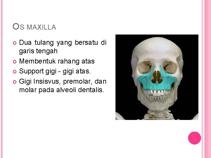 OS MAXILLA Dua tulang yang bersatu di garis tengah Membentuk rahang atas Support gigi