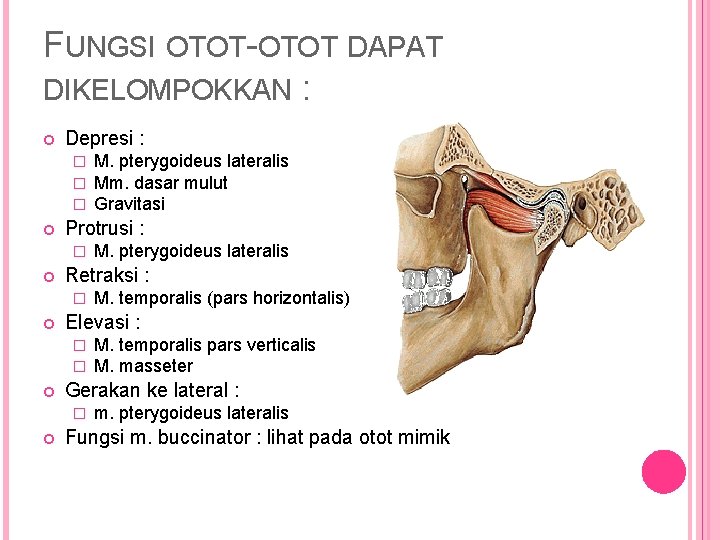 FUNGSI OTOT-OTOT DAPAT DIKELOMPOKKAN : Depresi : � � � Protrusi : � M.