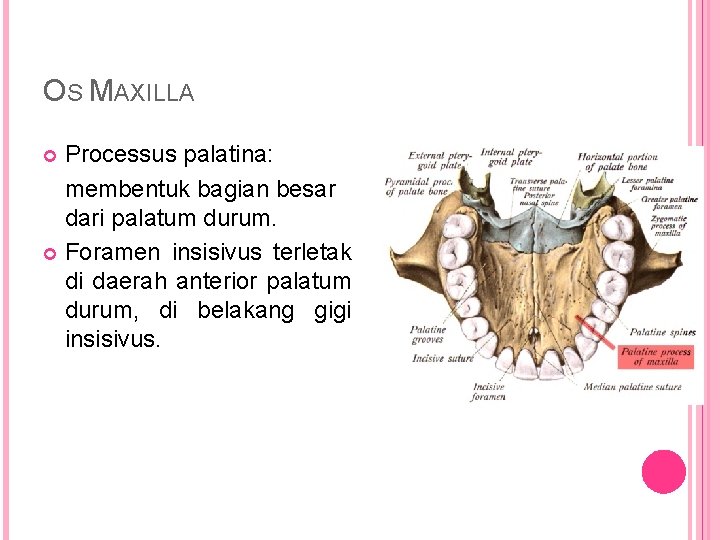 OS MAXILLA Processus palatina: membentuk bagian besar dari palatum durum. Foramen insisivus terletak di
