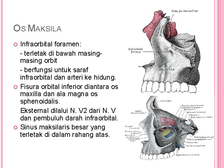 OS MAKSILA Infraorbital foramen: - terletak di bawah masing orbit - berfungsi untuk saraf