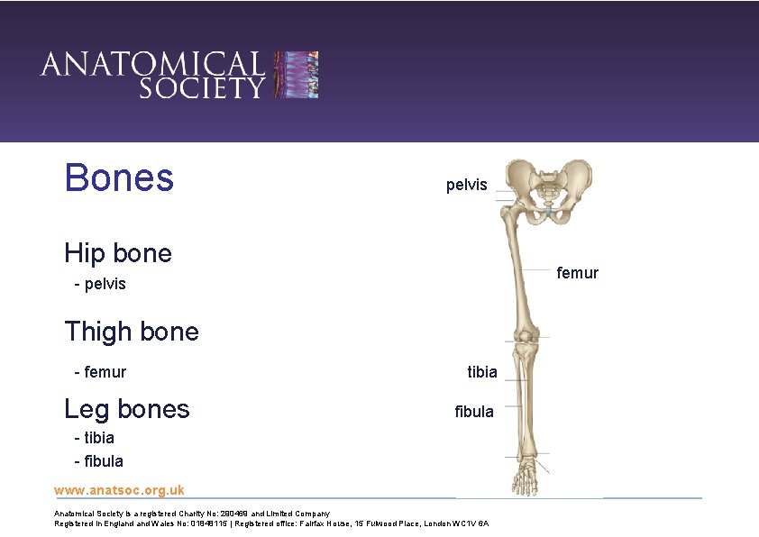 The Lower Limb www anatsoc org uk Anatomical