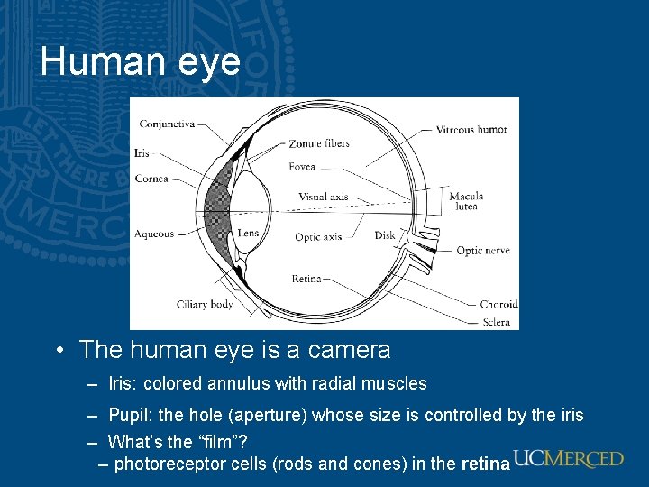 Human eye • The human eye is a camera – Iris: colored annulus with Human eye • The human eye is a camera – Iris: colored annulus with