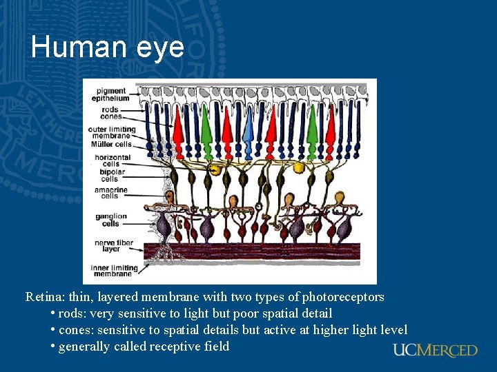 Human eye Retina: thin, layered membrane with two types of photoreceptors • rods: very Human eye Retina: thin, layered membrane with two types of photoreceptors • rods: very