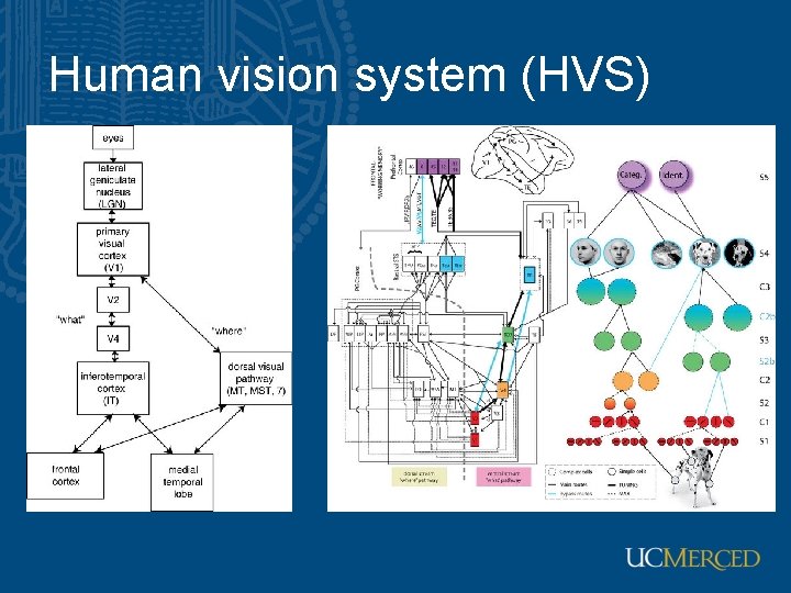 Human vision system (HVS) Human vision system (HVS)