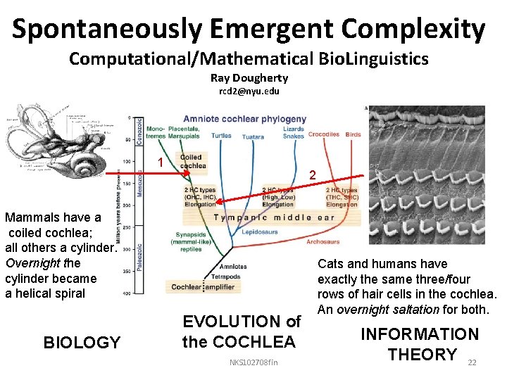 Spontaneously Emergent Complexity Computational/Mathematical Bio. Linguistics Ray Dougherty rcd 2@nyu. edu 1 2 Mammals