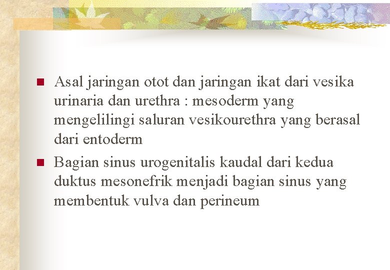 n n Asal jaringan otot dan jaringan ikat dari vesika urinaria dan urethra :