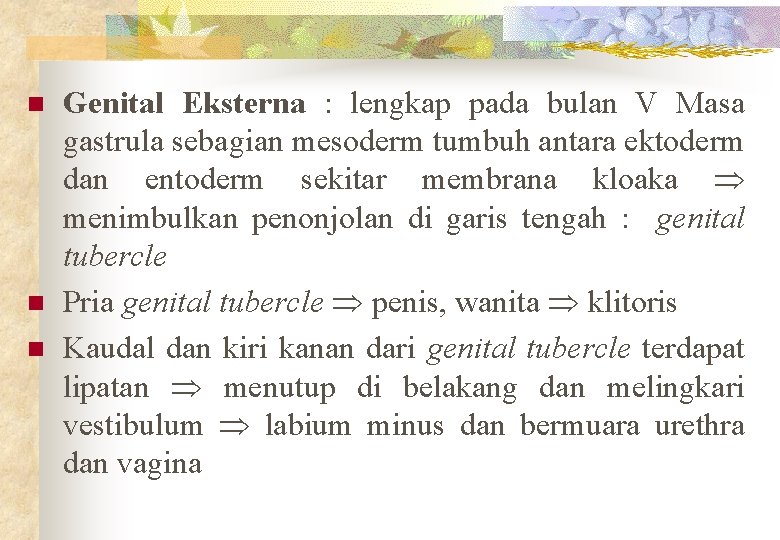 n n n Genital Eksterna : lengkap pada bulan V Masa gastrula sebagian mesoderm