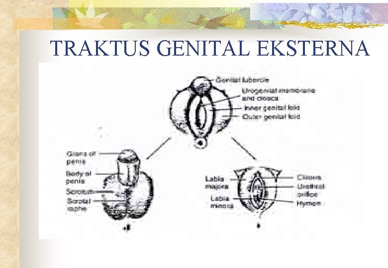 TRAKTUS GENITAL EKSTERNA 