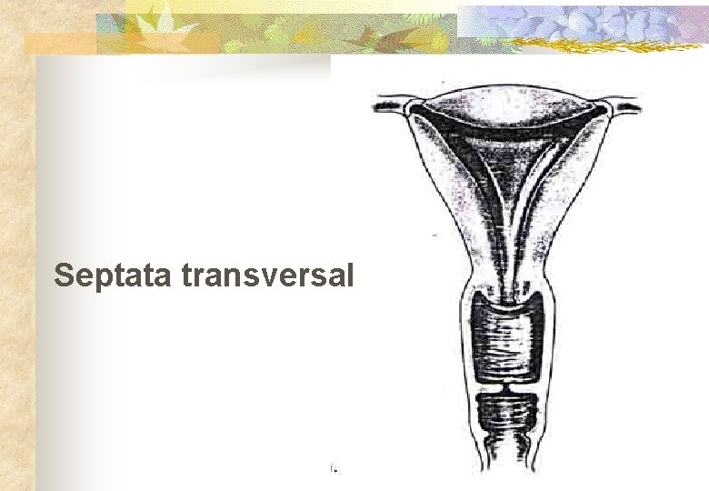 Septata transversal 