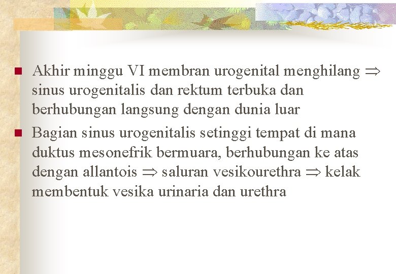 n n Akhir minggu VI membran urogenital menghilang sinus urogenitalis dan rektum terbuka dan