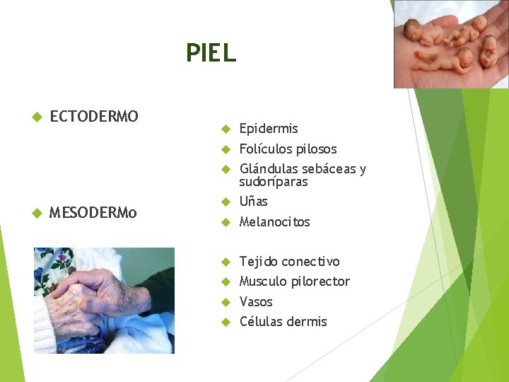 PIEL ECTODERMO MESODERMO Epidermis Folículos pilosos Glándulas sebáceas y sudoríparas Uñas Melanocitos Tejido conectivo