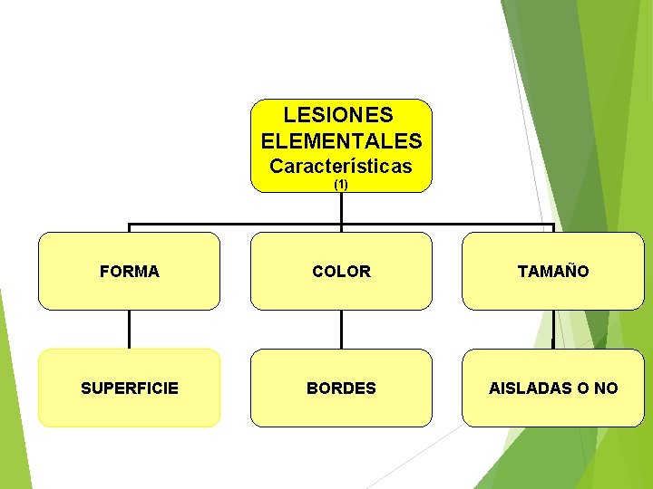LESIONES ELEMENTALES Características (1) FORMA COLOR TAMAÑO SUPERFICIE BORDES AISLADAS O NO 