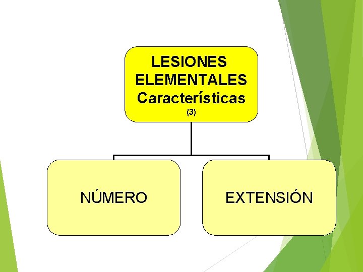 LESIONES ELEMENTALES Características (3) NÚMERO EXTENSIÓN 