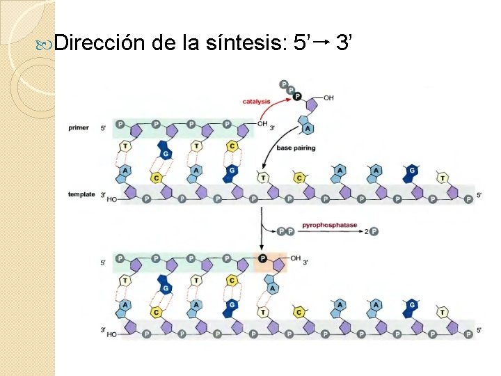  Dirección de la síntesis: 5’ 3’ 