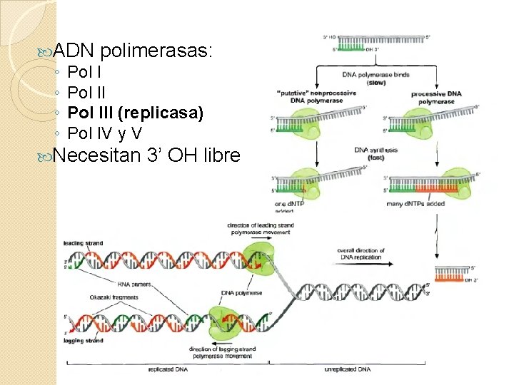  ADN polimerasas: ◦ Pol III (replicasa) ◦ Pol IV y V Necesitan 3’