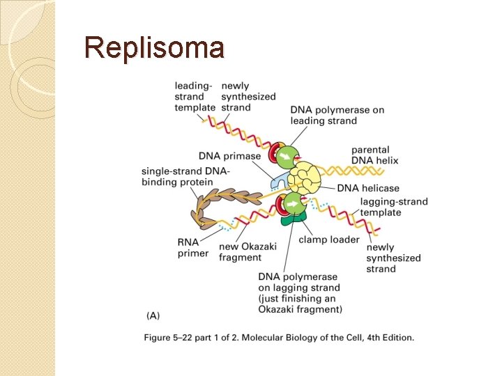 Replisoma 