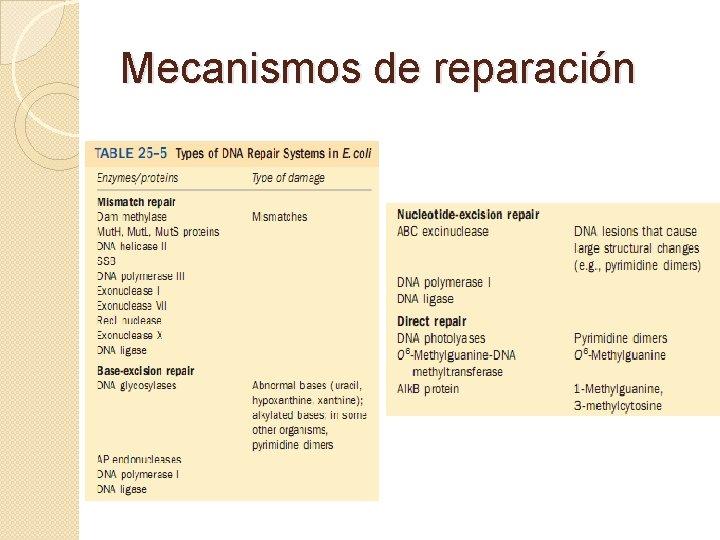 Mecanismos de reparación 