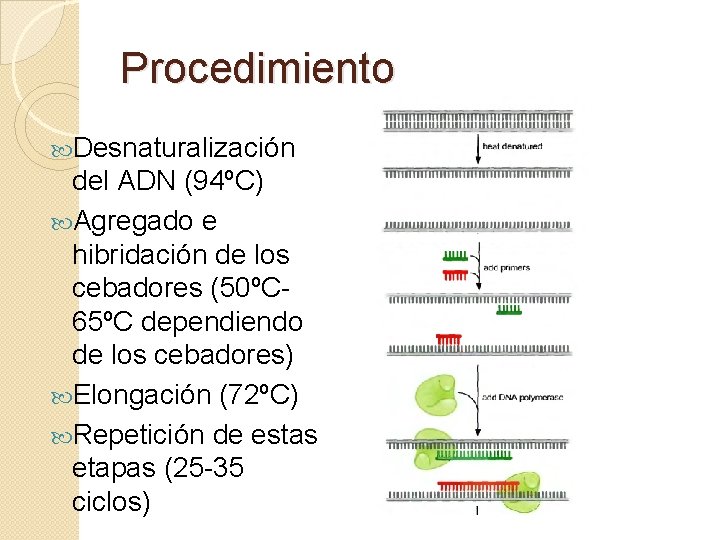 Procedimiento Desnaturalización del ADN (94ºC) Agregado e hibridación de los cebadores (50ºC 65ºC dependiendo