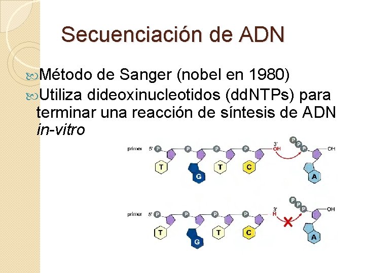 Secuenciación de ADN Método de Sanger (nobel en 1980) Utiliza dideoxinucleotidos (dd. NTPs) para