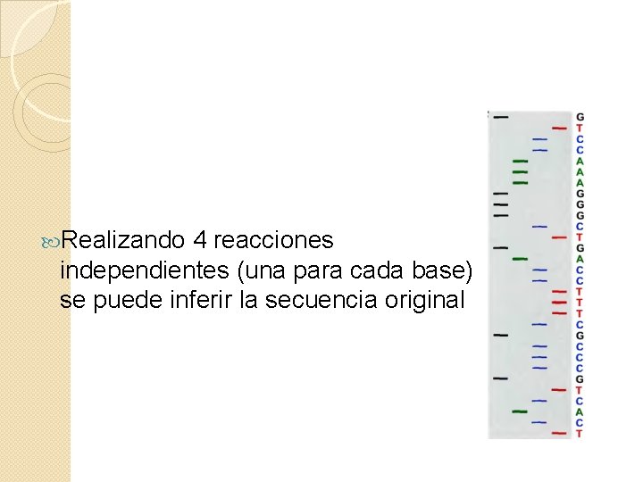  Realizando 4 reacciones independientes (una para cada base) se puede inferir la secuencia