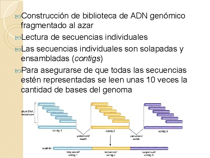  Construcción de biblioteca de ADN genómico fragmentado al azar Lectura de secuencias individuales