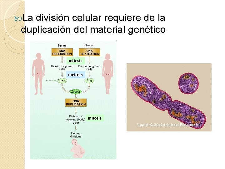  La división celular requiere de la duplicación del material genético mitosis meiosis mitosis