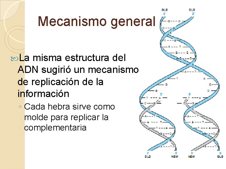 Mecanismo general La misma estructura del ADN sugirió un mecanismo de replicación de la