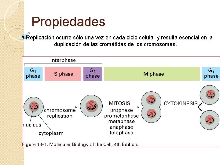 Propiedades La Replicación ocurre sólo una vez en cada ciclo celular y resulta esencial