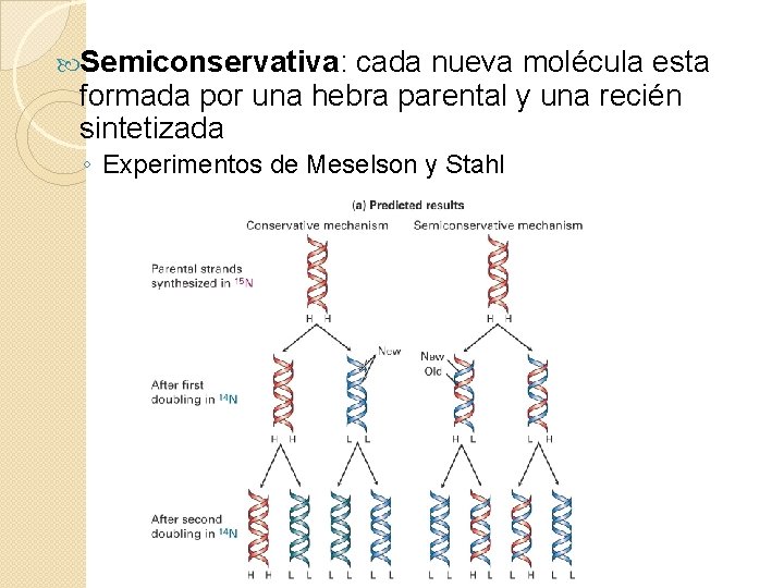  Semiconservativa: cada nueva molécula esta formada por una hebra parental y una recién