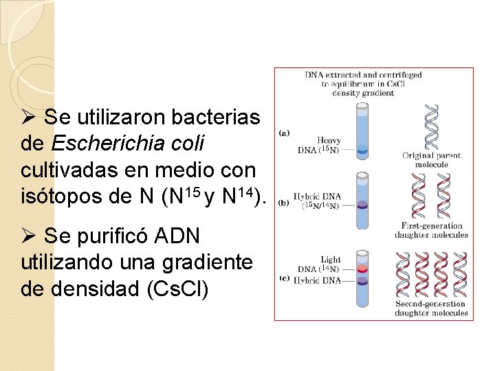 Ø Se utilizaron bacterias de Escherichia coli cultivadas en medio con isótopos de N Ø Se utilizaron bacterias de Escherichia coli cultivadas en medio con isótopos de N
