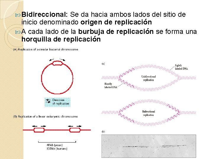  Bidireccional: Se da hacia ambos lados del sitio de inicio denominado origen de