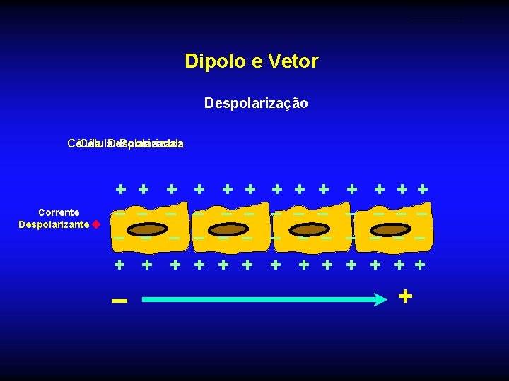 Dipolo e Vetor Despolarização Célula Despolarizada Polarizada + + + + – Corrente Despolarizante