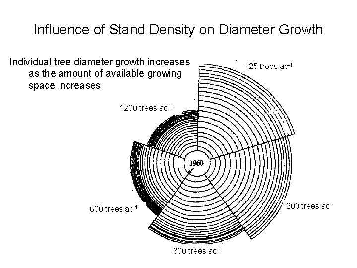 Influence of Stand Density on Diameter Growth Individual tree diameter growth increases as the
