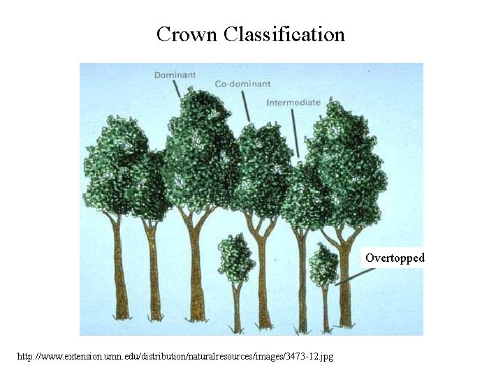 Crown Classification Overtopped http: //www. extension. umn. edu/distribution/naturalresources/images/3473 -12. jpg 
