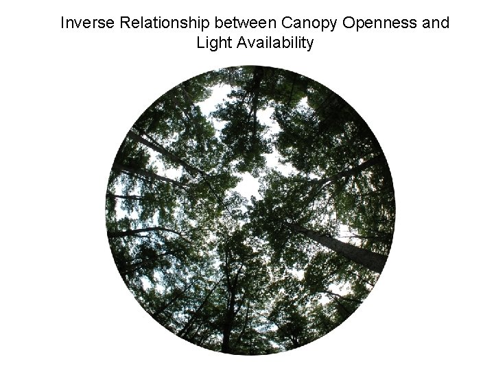 Inverse Relationship between Canopy Openness and Light Availability 