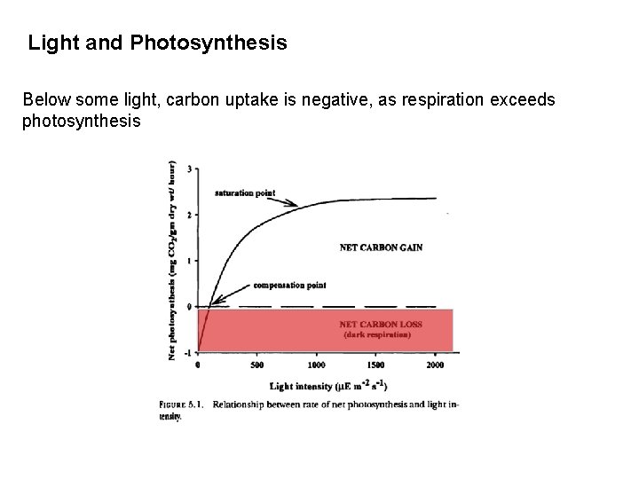 Light and Photosynthesis Below some light, carbon uptake is negative, as respiration exceeds photosynthesis