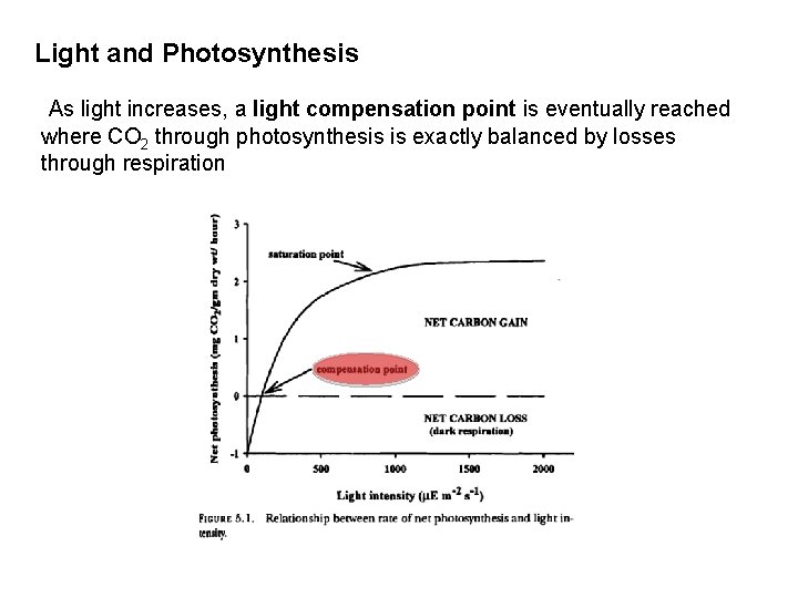 Light and Photosynthesis As light increases, a light compensation point is eventually reached where