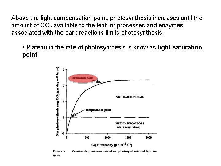 Above the light compensation point, photosynthesis increases until the amount of CO 2 available