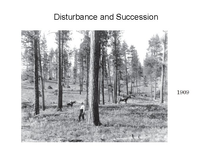 Disturbance and Succession 