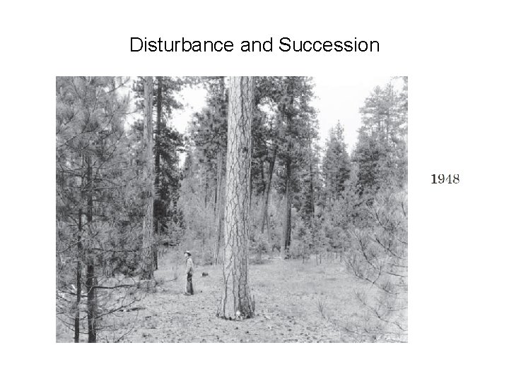 Disturbance and Succession 