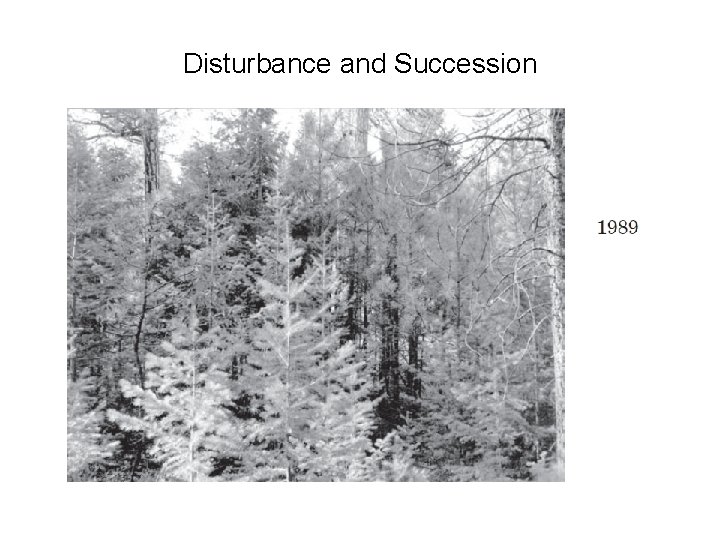 Disturbance and Succession 