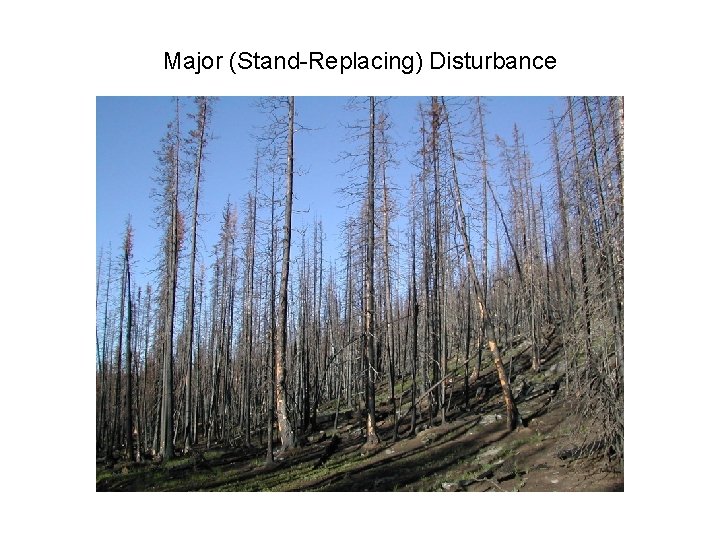 Major (Stand-Replacing) Disturbance 
