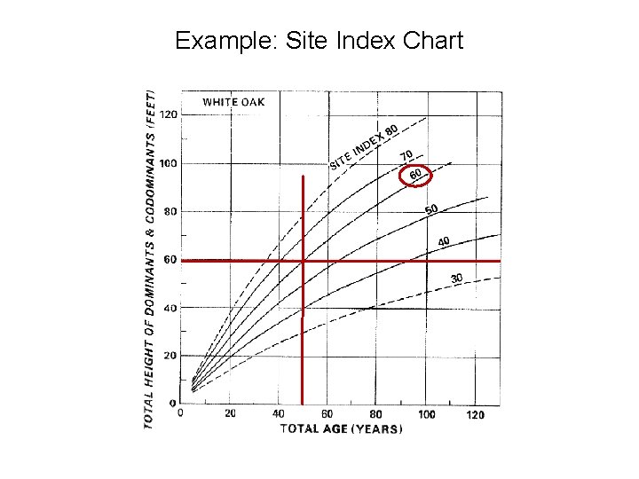Example: Site Index Chart 