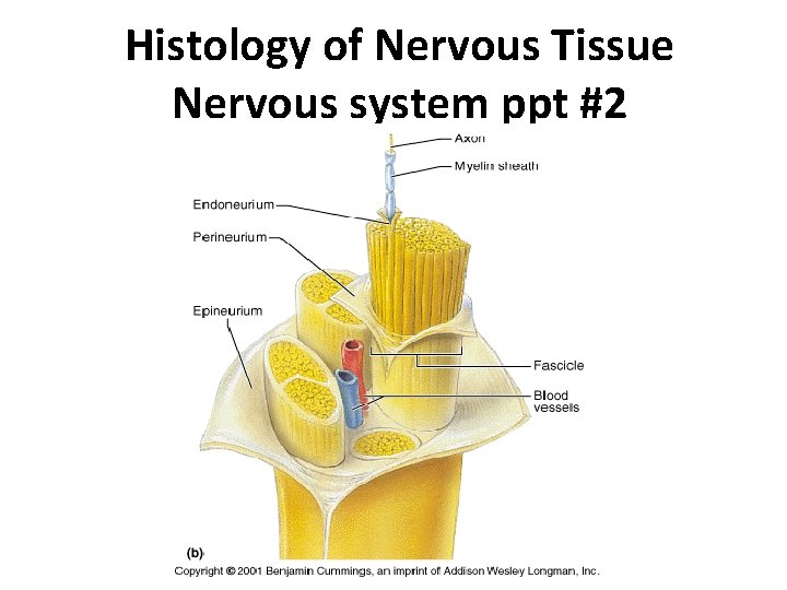 Histology of Nervous Tissue Nervous system ppt #2 Ppt #2 