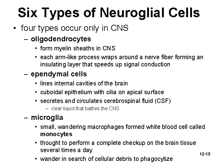 Six Types of Neuroglial Cells • four types occur only in CNS – oligodendrocytes