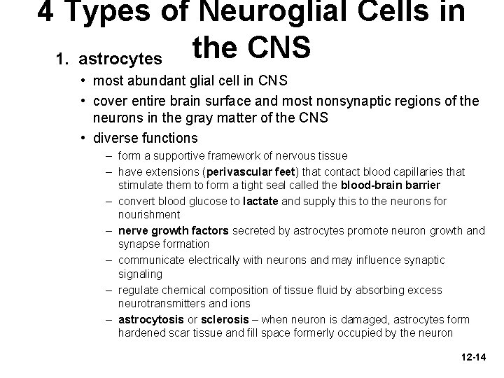 4 Types of Neuroglial Cells in the CNS 1. astrocytes • most abundant glial