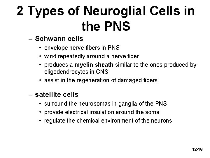 2 Types of Neuroglial Cells in the PNS – Schwann cells • envelope nerve