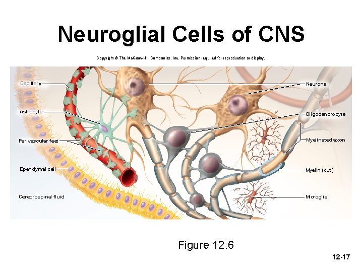 Neuroglial Cells of CNS Copyright © The Mc. Graw-Hill Companies, Inc. Permission required for
