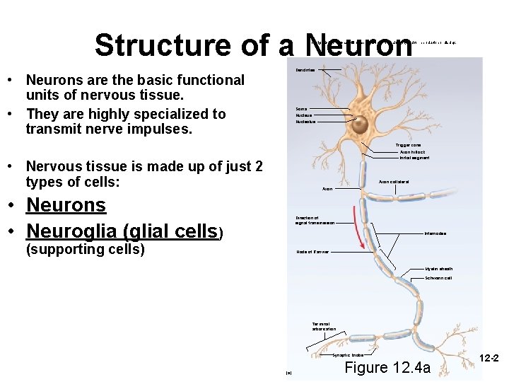 Structure of a Neuron Copyright © The Mc. Graw-Hill Companies, Inc. Permission required for